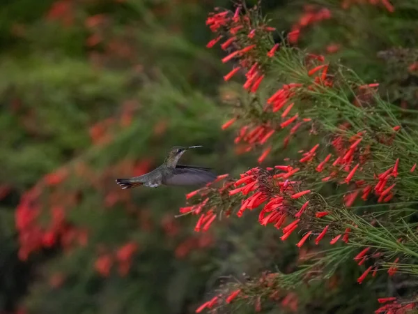 Kolibri Flug Der Nähe Des Busches Mit Roten Blumen — Stockfoto