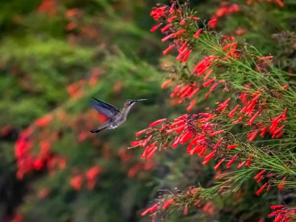 蜂鸟在丛林中飞舞 开着红花 — 图库照片