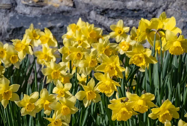 Gelbe Narzissen Gegen Eine Wand Frühling — Stockfoto