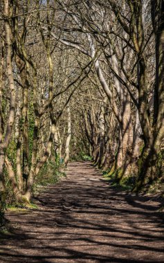 Penrhos Doğa Rezervi 'nde nergisler, Anglesey, Kuzey Galler, İngiltere