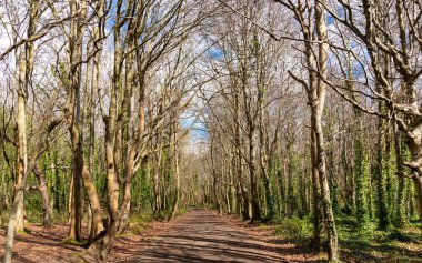Penrhos Doğa Rezervi 'nde nergisler, Anglesey, Kuzey Galler, İngiltere