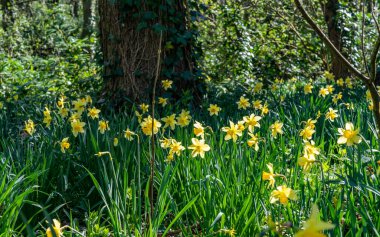 Penrhos Doğa Rezervi 'nde nergisler, Anglesey, Kuzey Galler, İngiltere