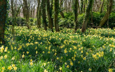 Penrhos Doğa Rezervi 'nde nergisler, Anglesey, Kuzey Galler, İngiltere