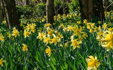 Penrhos Doğa Rezervi 'nde nergisler, Anglesey, Kuzey Galler, İngiltere