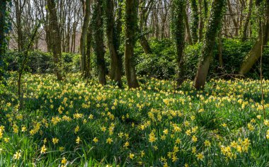 Penrhos Doğa Rezervi 'nde nergisler, Anglesey, Kuzey Galler, İngiltere