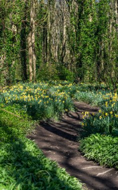 Penrhos Doğa Rezervi 'nde nergisler, Anglesey, Kuzey Galler, İngiltere