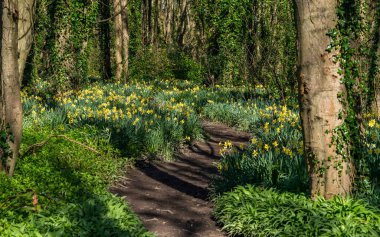 Penrhos Doğa Rezervi 'nde nergisler, Anglesey, Kuzey Galler, İngiltere
