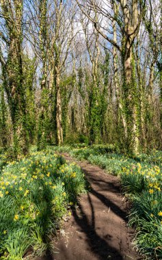 Penrhos Doğa Rezervi 'nde nergisler, Anglesey, Kuzey Galler, İngiltere