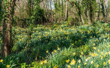 Penrhos Doğa Rezervi 'nde nergisler, Anglesey, Kuzey Galler, İngiltere