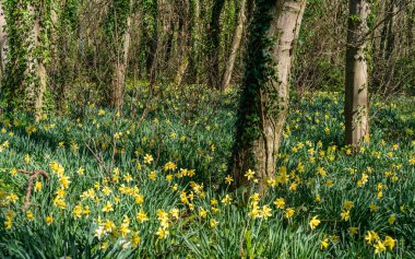 Penrhos Doğa Rezervi 'nde nergisler, Anglesey, Kuzey Galler, İngiltere