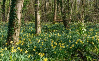 Penrhos Doğa Rezervi 'nde nergisler, Anglesey, Kuzey Galler, İngiltere