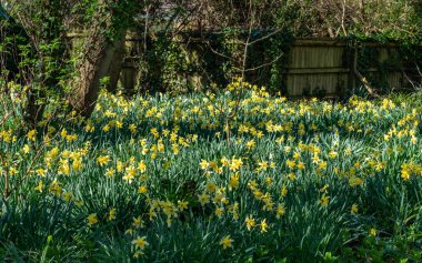Penrhos Doğa Rezervi 'nde nergisler, Anglesey, Kuzey Galler, İngiltere
