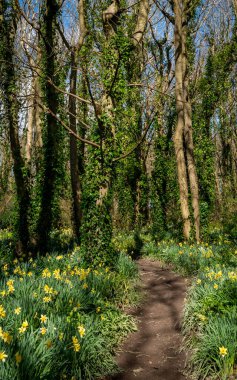 Penrhos Doğa Rezervi 'nde nergisler, Anglesey, Kuzey Galler, İngiltere