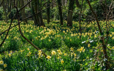 Penrhos Doğa Rezervi 'nde nergisler, Anglesey, Kuzey Galler, İngiltere