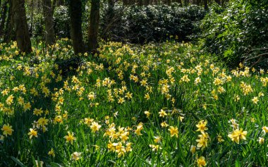Penrhos Doğa Rezervi 'nde nergisler, Anglesey, Kuzey Galler, İngiltere