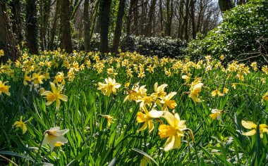 Penrhos Doğa Rezervi 'nde nergisler, Anglesey, Kuzey Galler, İngiltere