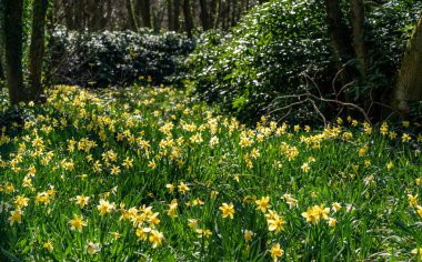 Penrhos Doğa Rezervi 'nde nergisler, Anglesey, Kuzey Galler, İngiltere