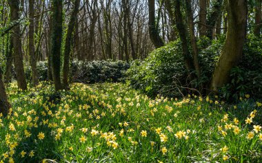 Penrhos Doğa Rezervi 'nde nergisler, Anglesey, Kuzey Galler, İngiltere