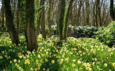 Penrhos Doğa Rezervi 'nde nergisler, Anglesey, Kuzey Galler, İngiltere
