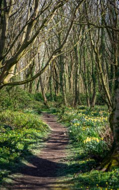 Penrhos Doğa Rezervi 'nde nergisler, Anglesey, Kuzey Galler, İngiltere