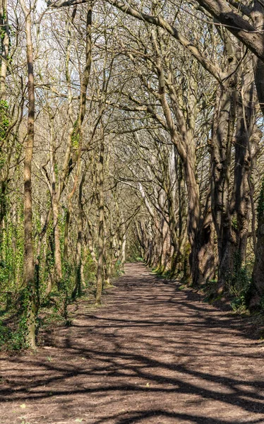 Penrhos Doğa Rezervi 'nde nergisler, Anglesey, Kuzey Galler, İngiltere