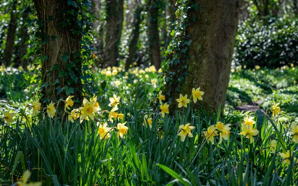 Srping Daffodils Penrhos Nature Reserve Anglesy North Wales — стоковое фото