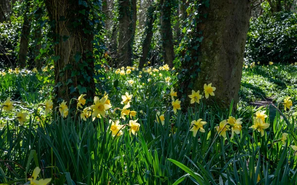 Srping Daffodils Penrhos Nature Reserve Anglesy North Wales — стоковое фото