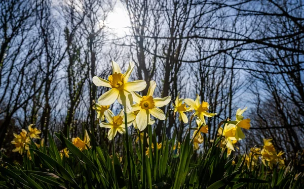 Srping Daffodils Penrhos Nature Reserev Anglesey North Wales Reino Unido — Fotografia de Stock