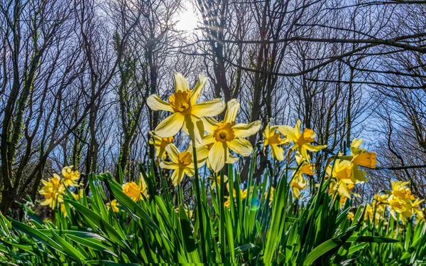 Narcisos Srping Penrhos Nature Reserev Anglesey Gales Del Norte Reino — Foto de Stock