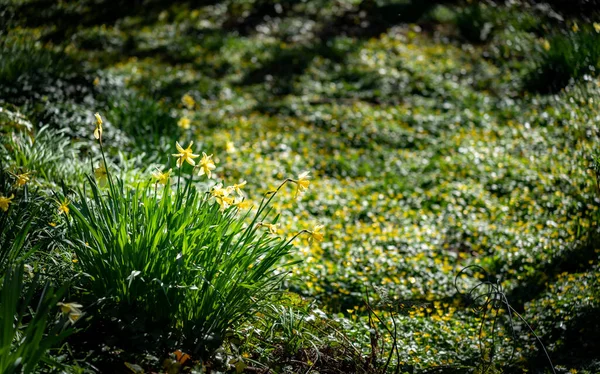在英国威尔士北部安格莱西的Penrhos自然公园种植水仙花 — 图库照片