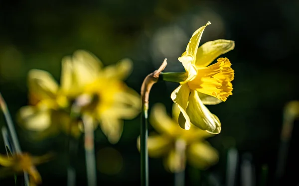 Srping Daffodils Penrhos Nature Reserev Anglesey 웨일즈 — 스톡 사진