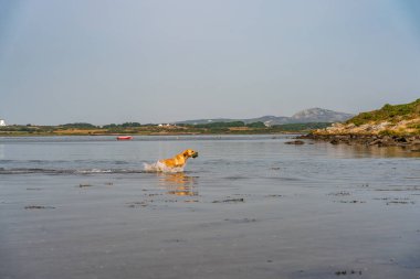 Çalışan bir av köpeğinin köpekleri.