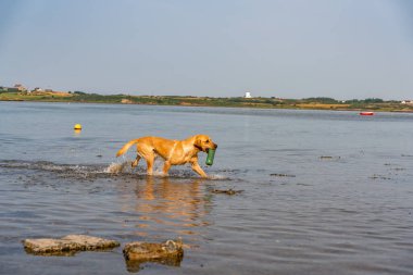 Çalışan bir av köpeğinin köpekleri.