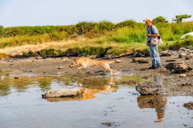 Çalışan bir av köpeğinin köpekleri.