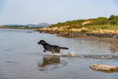 Çalışan bir av köpeğinin köpekleri.