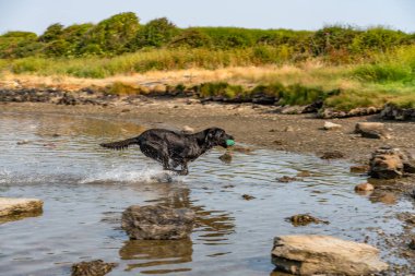 Çalışan bir av köpeğinin köpekleri.