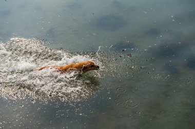 Çalışan bir av köpeğinin köpekleri.