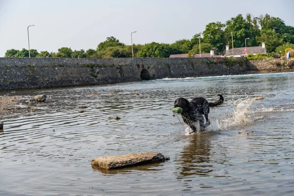 Çalışan bir av köpeğinin köpekleri.