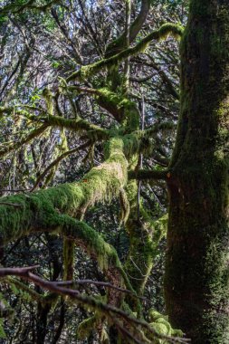 La Gomera Adası 'nın, Caneries' in etrafını geziyor.