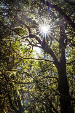 La Gomera Adası 'nın, Caneries' in etrafını geziyor.