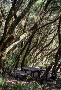 La Gomera Adası 'nın, Caneries' in etrafını geziyor.