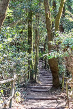 La Gomera Adası 'nın, Caneries' in etrafını geziyor.