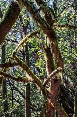 La Gomera Adası 'nın, Caneries' in etrafını geziyor.
