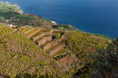 Kanarya Adaları ve Cape Verde 'nin etrafını gezer