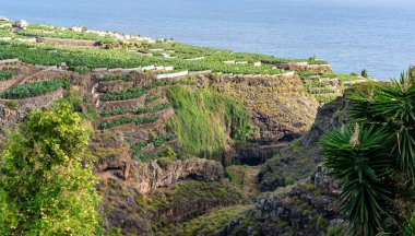 Kanarya Adaları ve Cape Verde 'nin etrafını gezer