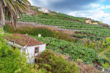 Kanarya Adaları ve Cape Verde 'nin etrafını gezer