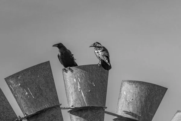Dvě Vrány Sedí Kovovém Větrném Mlýně — Stock fotografie