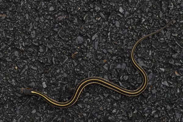 Couleuvre Rayée Vallée Thamnophis Sirtalis Fitchi — Photo