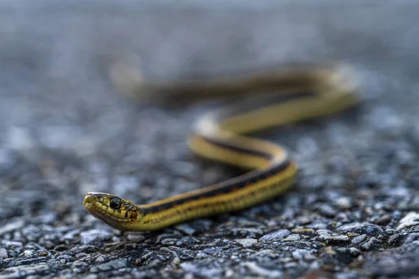 Valley Garter Snake Thamnophis Sirtalis Fitchi — Stock Photo, Image