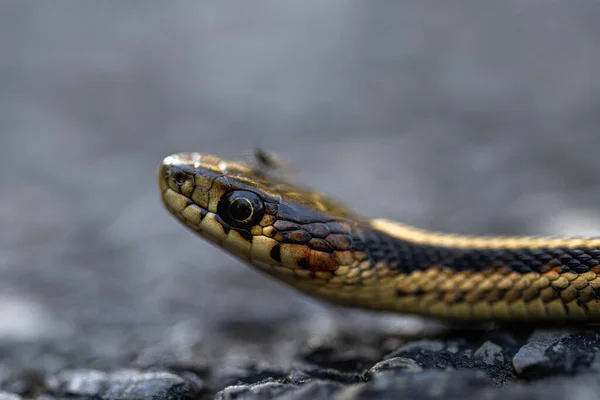 Valley Garter Snake Thamnophis Sirtalis Fitchi Стокове Фото